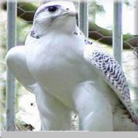 الصورة الرمزية محمد بن عبدالهادي المري